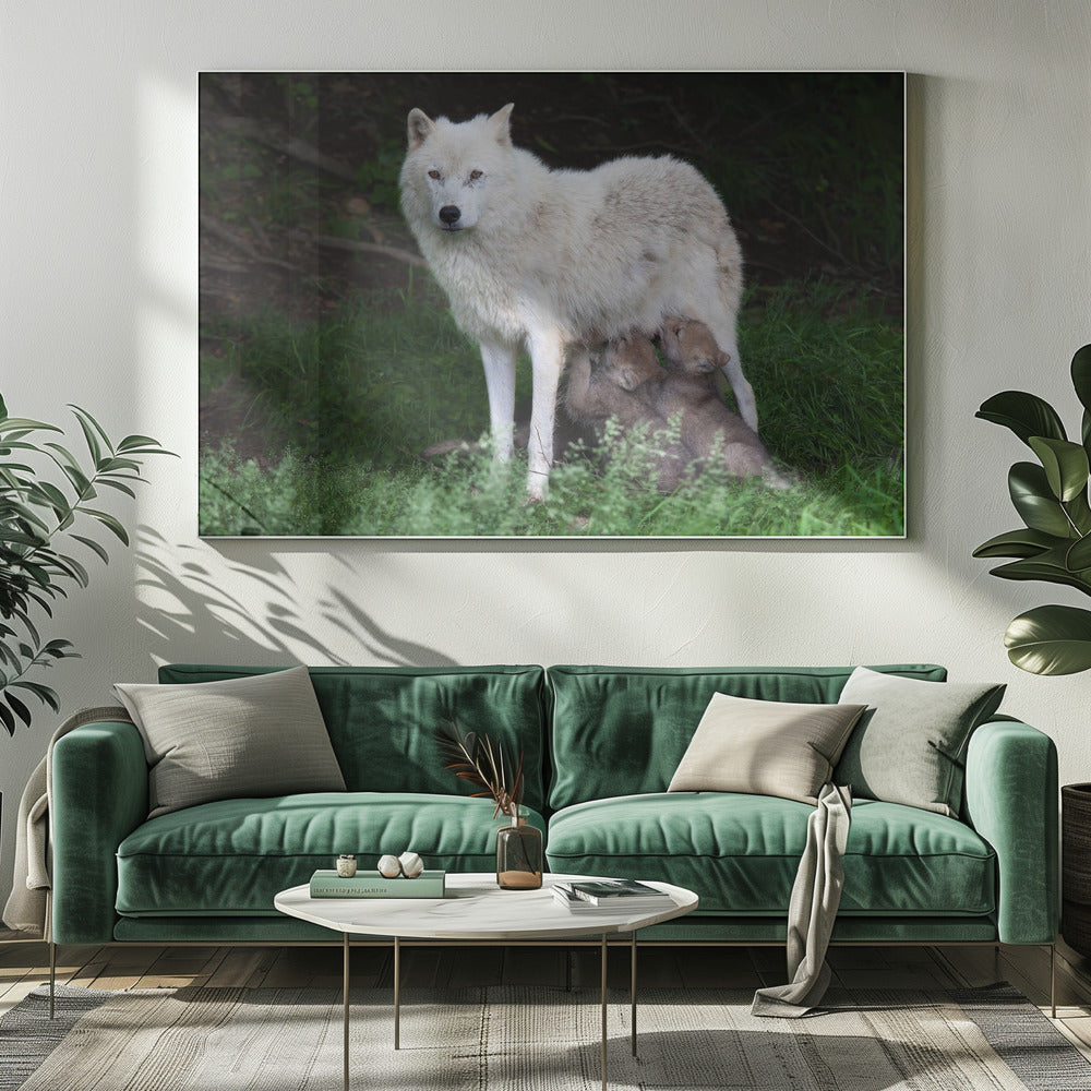 Wall art Arctic Wolves - Remus and Romulus