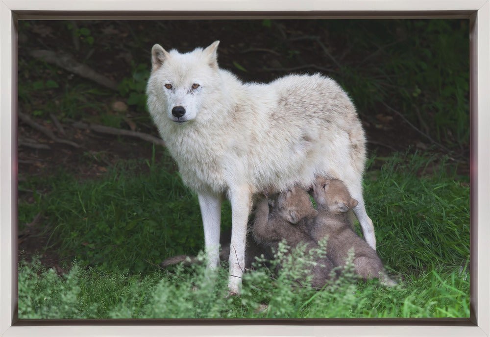 Wall art Arctic Wolves - Remus and Romulus