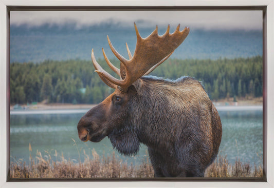 Wall art Moose