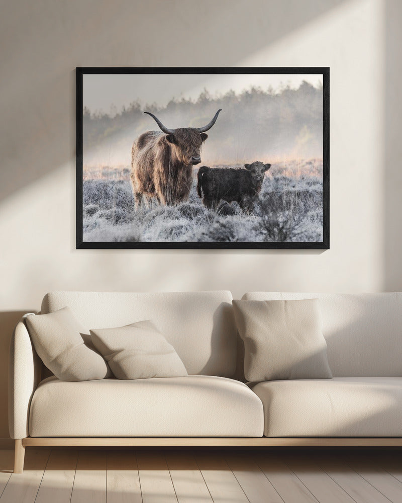 Wall art Highlander and Calf